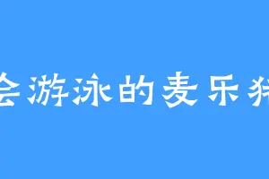 会游泳的麦乐猪